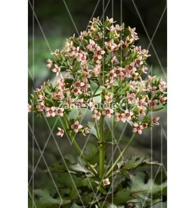 KALANKĖ (KALANCHOE) FEMININE PINK 14Ø45H