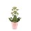 KALANKĖ (KALANCHOE) FEMININE PINK 14Ø45H