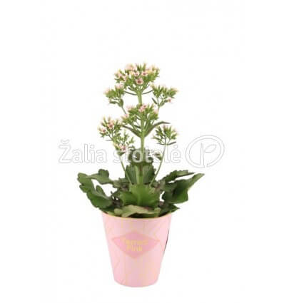 KALANKĖ (KALANCHOE) FEMININE PINK 14Ø45H