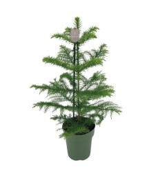 ARAUKARIJA (ARAUCARIA HETEROP.) 14Ø50H