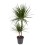 DRACENA (DRACAENA) MARGINATA 24Ø 120H