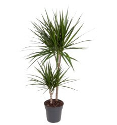 DRACENA (DRACAENA) MARGINATA 24Ø 120H