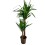 JUKA (YUCCA) 24Ø140H