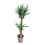 JUKA (YUCCA) 24Ø140H