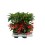 ARDIZIJA (ARDISIA CRENATA) RED 14Ø40H