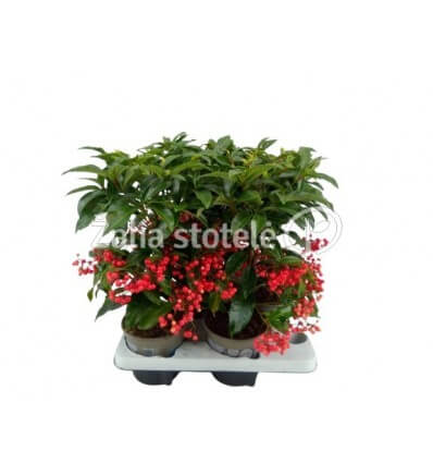 ARDIZIJA (ARDISIA CRENATA) RED 14Ø40H